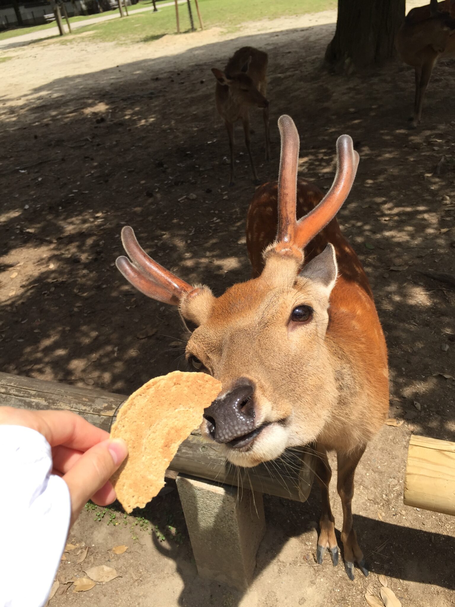 先生の研究こぼれ話